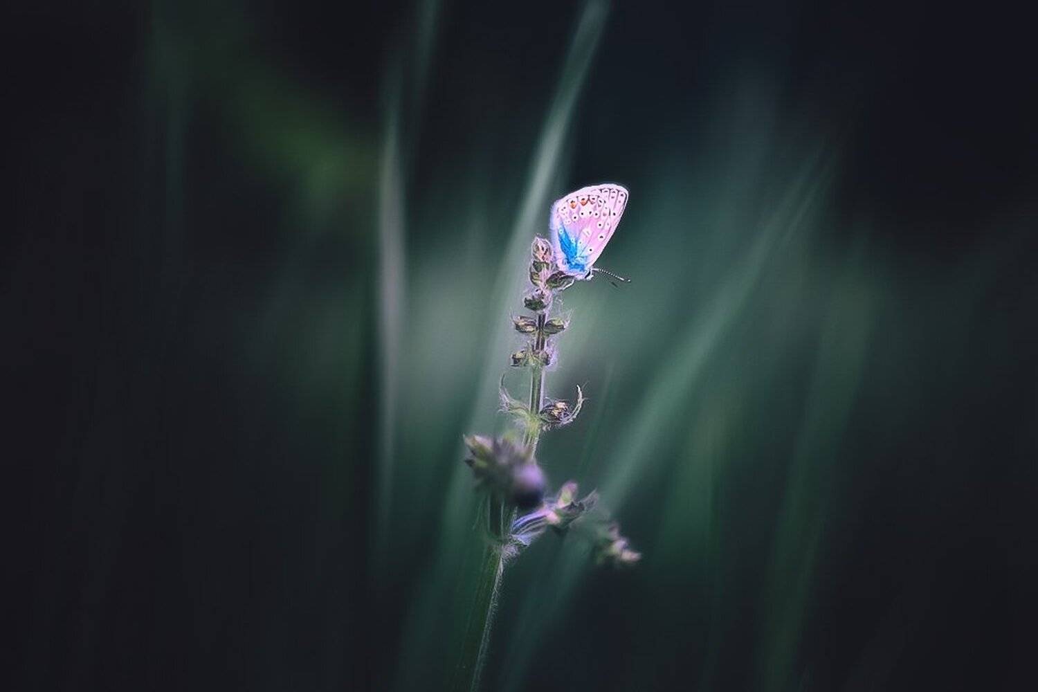 Бабочка, Макро, Макро истории, Макро красота, Макро мир, Александр Чорный