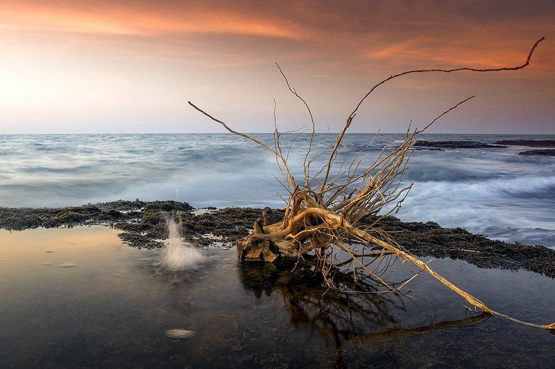 корешок фото превью