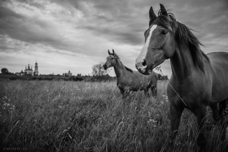 Суздаль. Июнь, 2015 фото превью