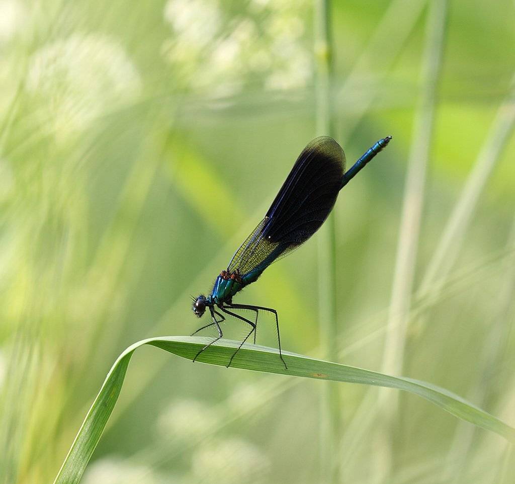 , Сергей Таланов