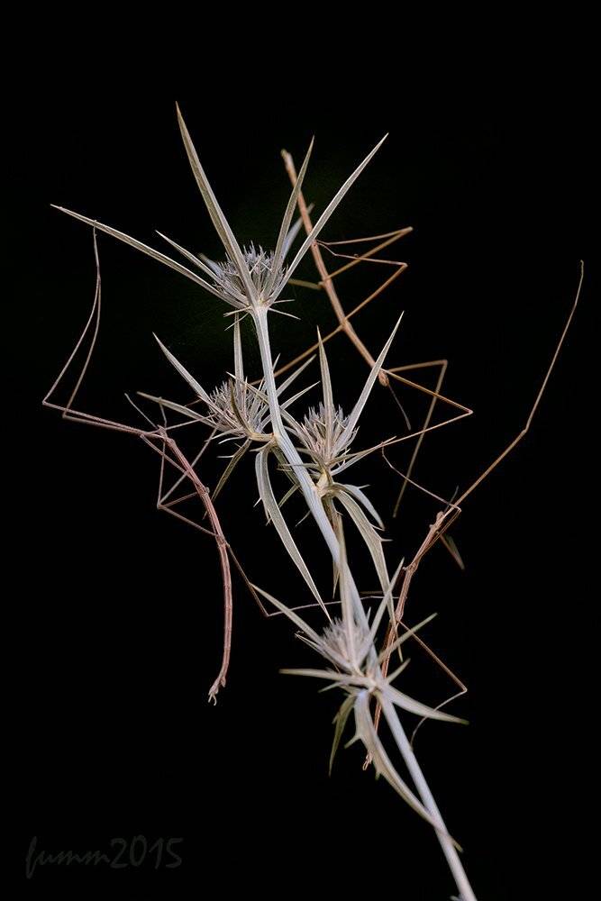 , Игорь ФУММ