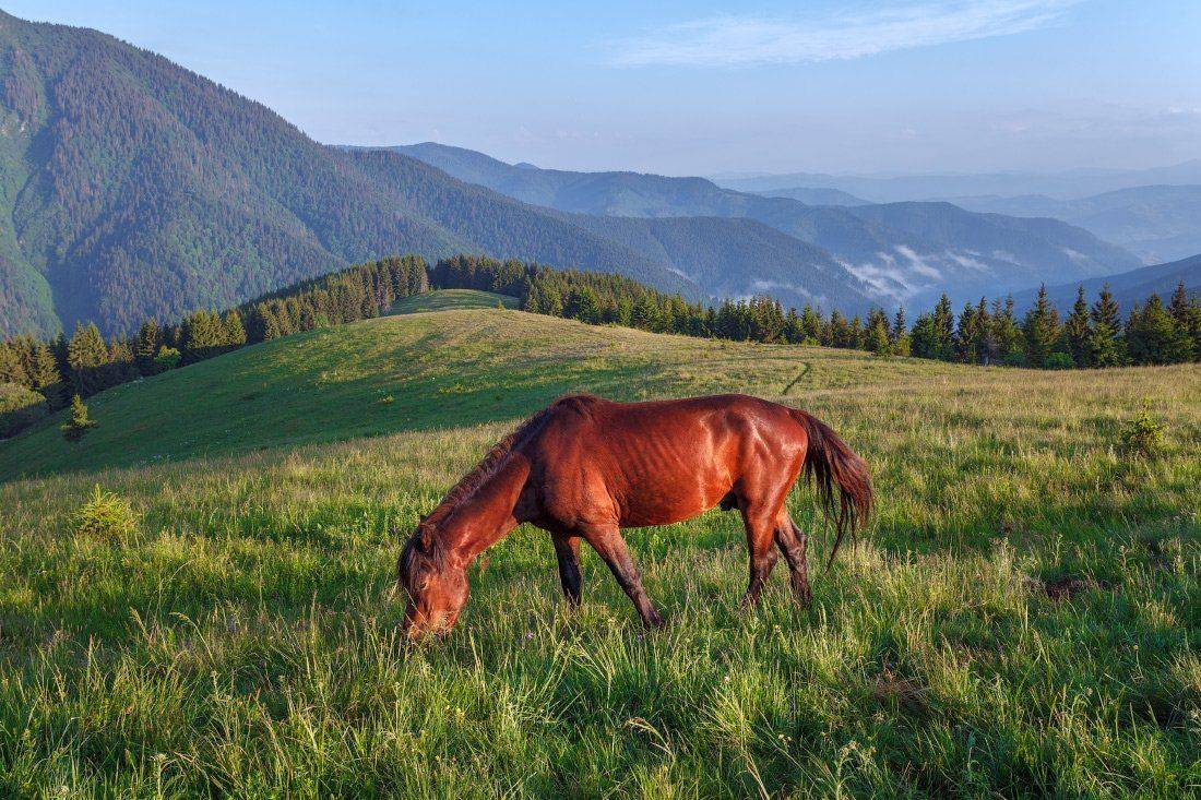 , Ярослав Тюрменко (Jaremi)