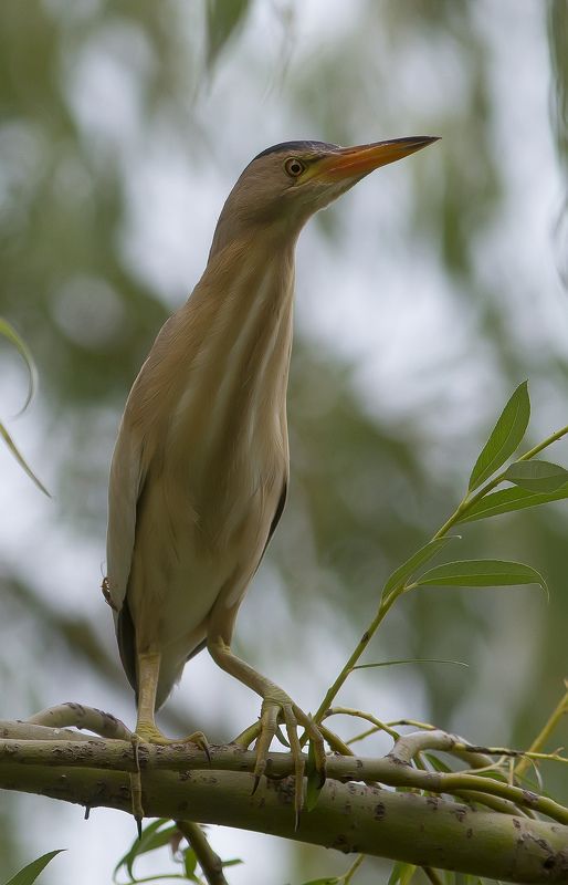 Выпь, волчок Волчок, или выпь малая. фото превью
