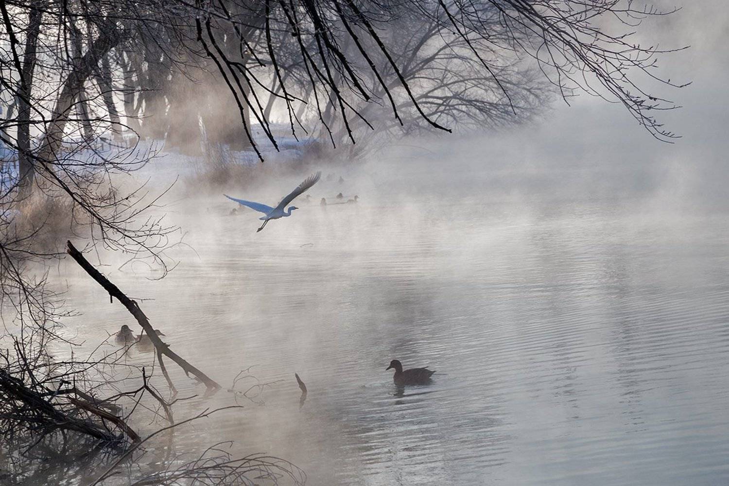 цапля, туман, Алексей Рыльский