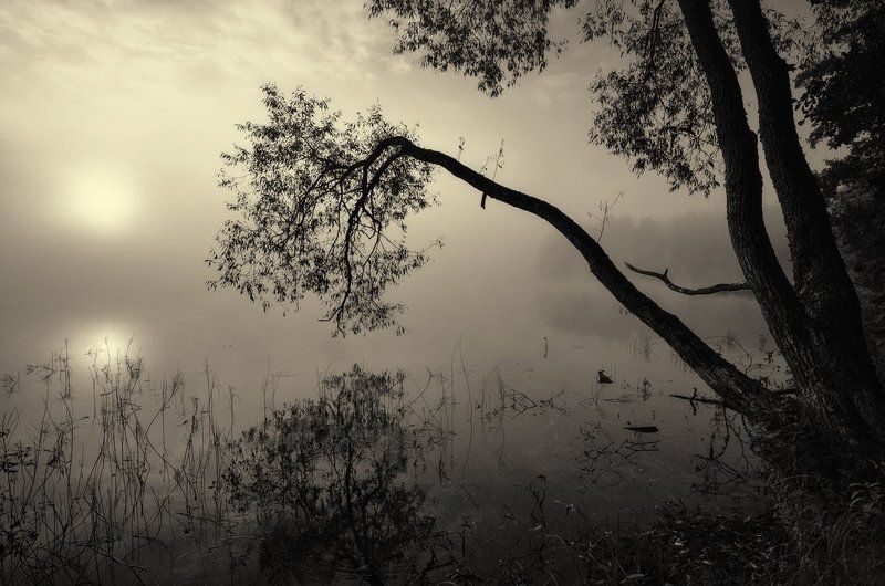 Склоняясь пред туманной тишиной... фото превью