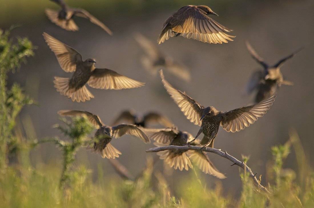 , Евгени Стефанов