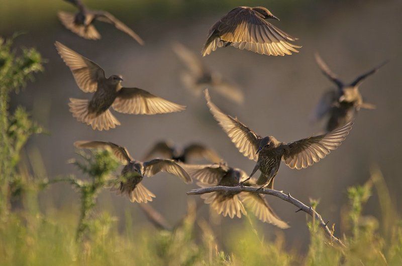Нашествие фото превью