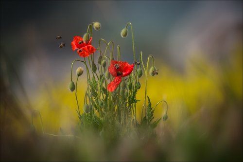 / Про моравские маки /