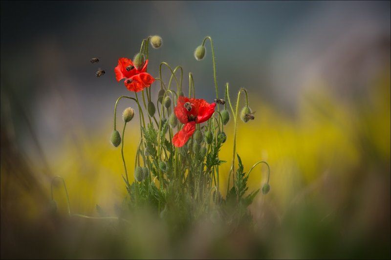 Czech, Czech republic, Morava, Moravian, South Moravia, Мак, Маки, Фототур, Чехия, Южная Моравия / Про моравские маки / фото превью