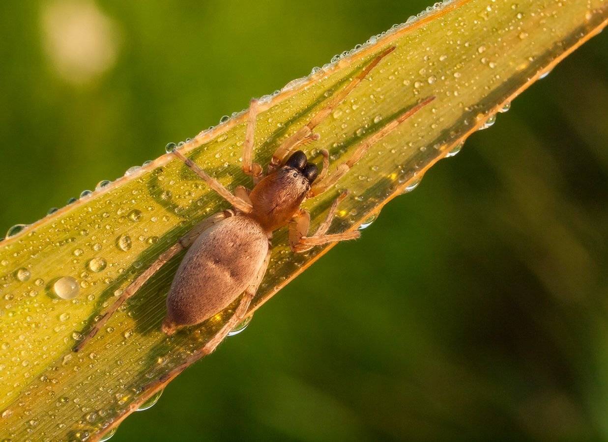 , Марина Брыдня