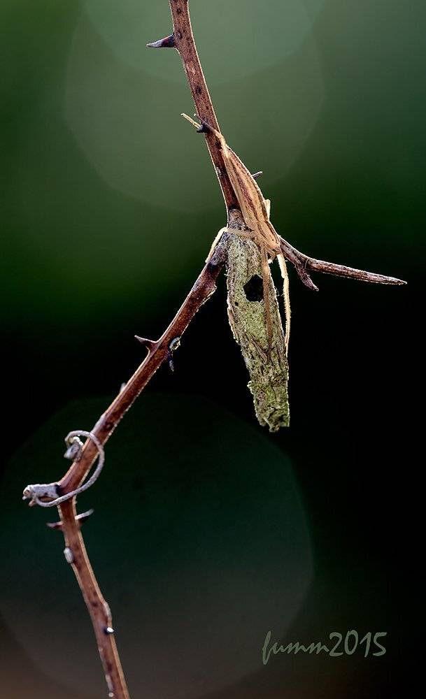 , Игорь ФУММ