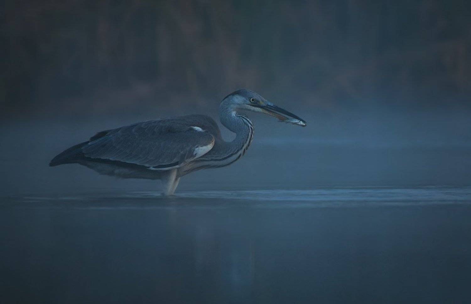 Bird, Heron, Night, Wildlife, Денис Кривой