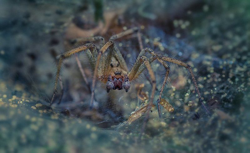 Страшилище. фото превью