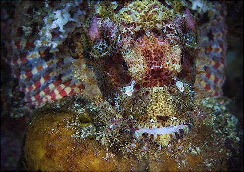 про скорпену