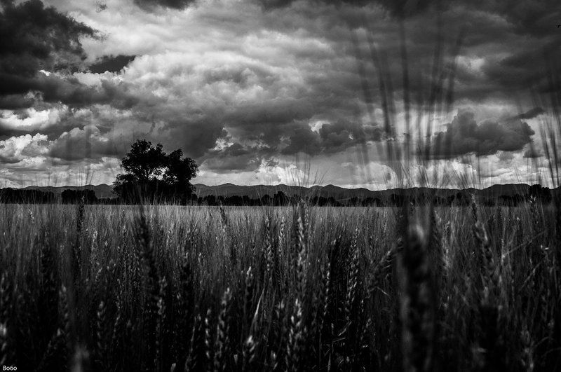 storm, wheat, tree, field, landscape, black and white, clouds, nature, spring, Under storm фото превью