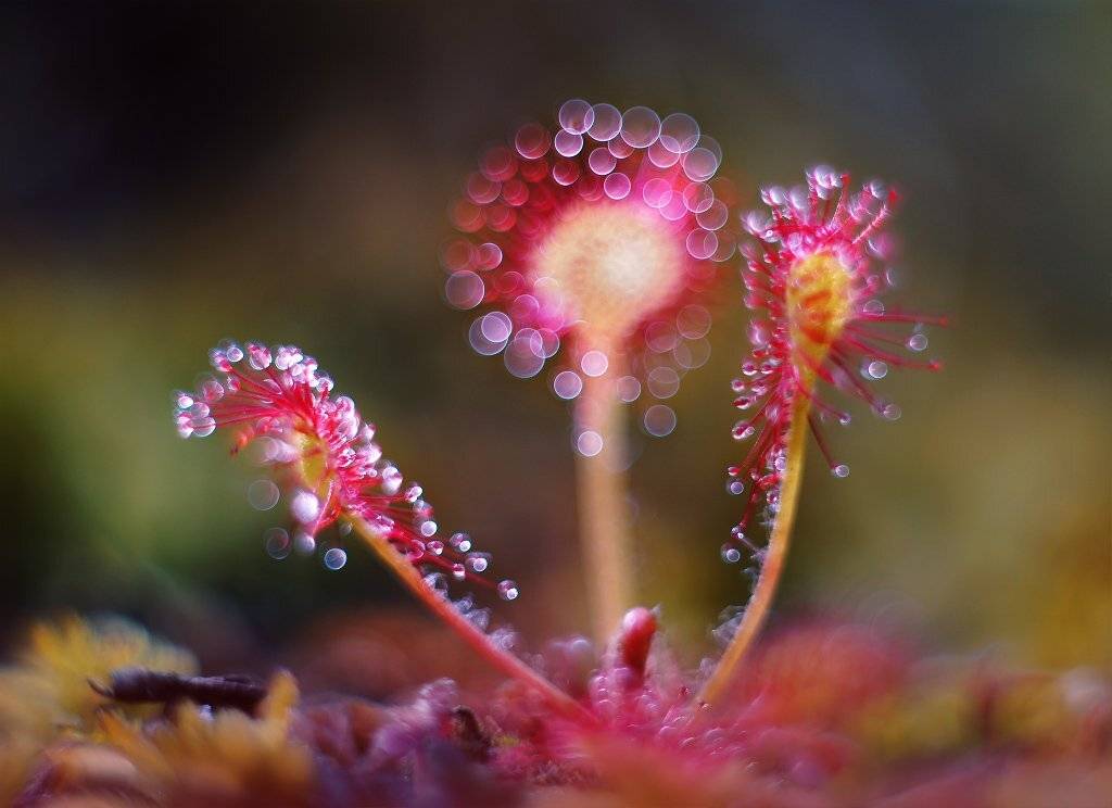 , Валерия Зверева