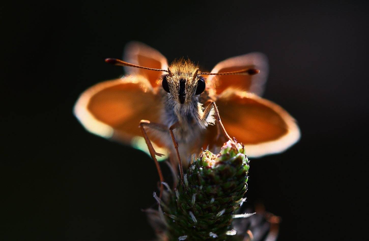 sylvestris, thymelicus, бабочка, жёлтая, самарский лес, толстоголовка, Sergii Markov