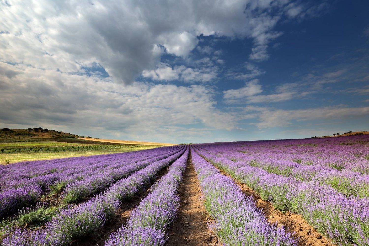 Bulgaria, Lavender, Лаванда, Лавандула, Александър Сандев