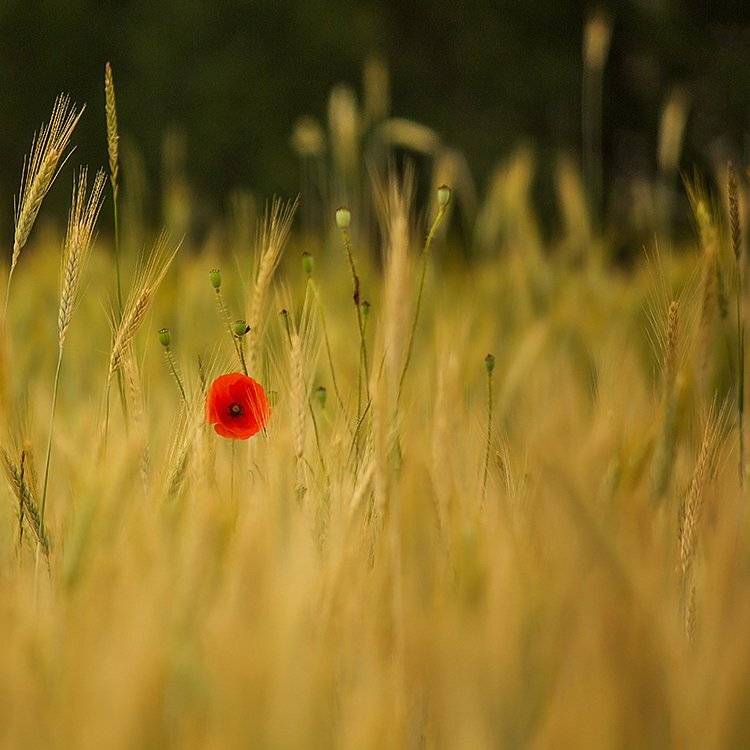 , Pawel Plucinski