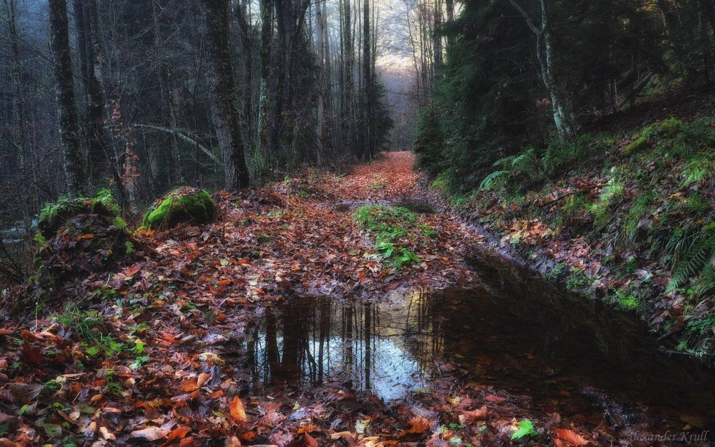 , Александр Круль