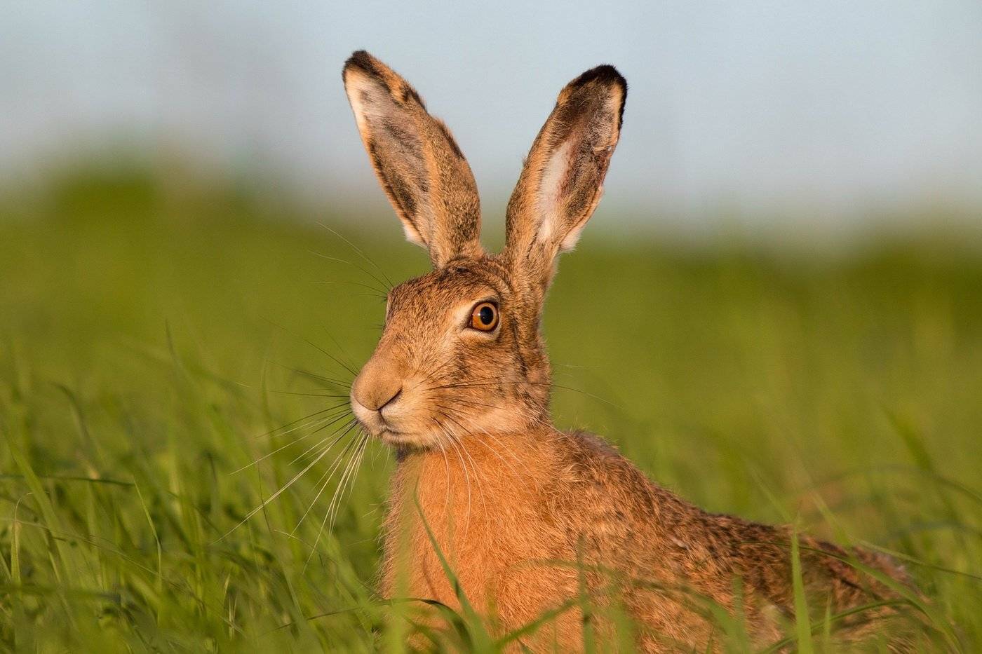 , Вилюнов Дмитрий