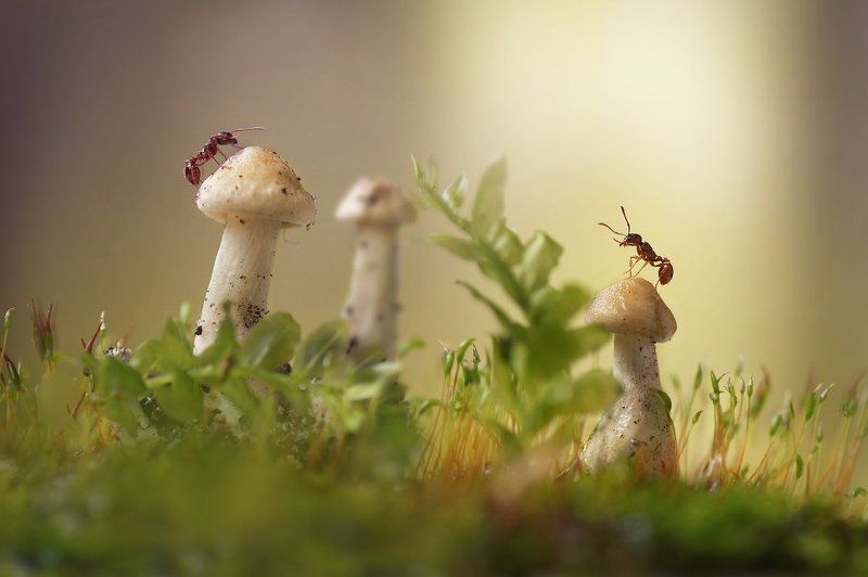 Козявки и букашки фото превью