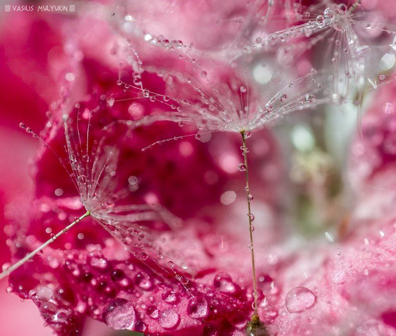 ### фото превью