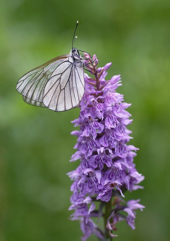 бабочки, паук Присевшие фото превью