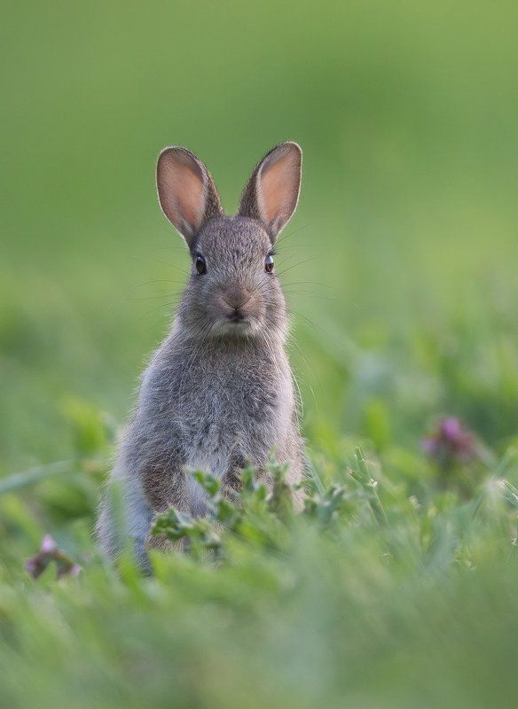 Bunny  фото превью