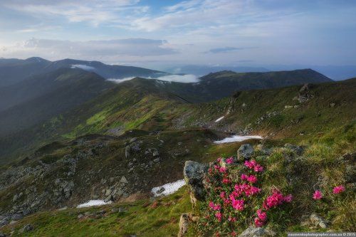 Карпаты. Рододендроны с видом на гору Смотрич и Вухатый камень.