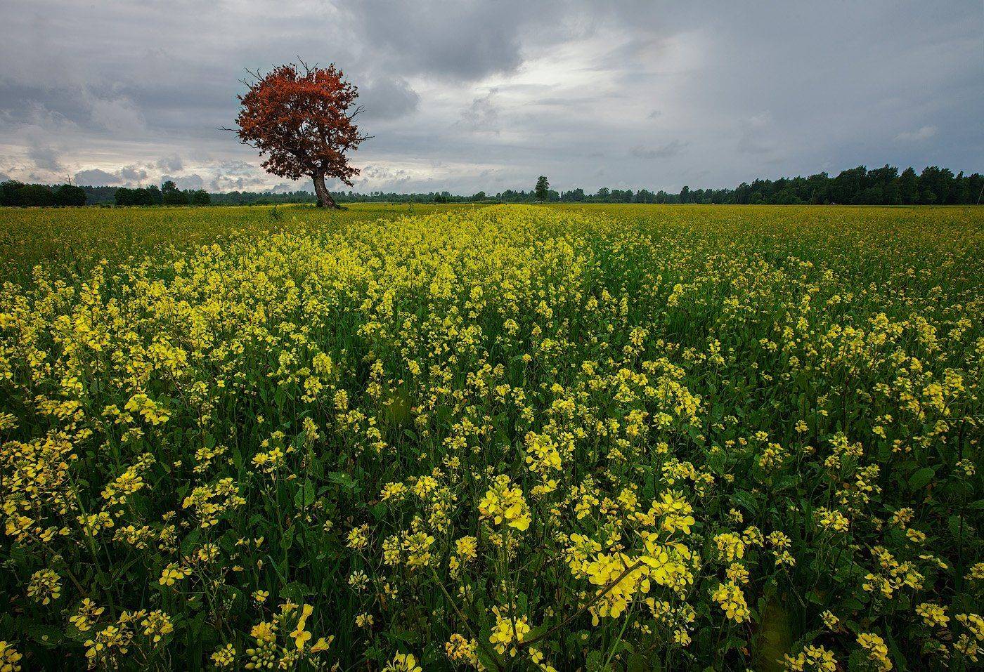 Different, Estonia, Другой, Поле, Kljuchenkow Aleksandr