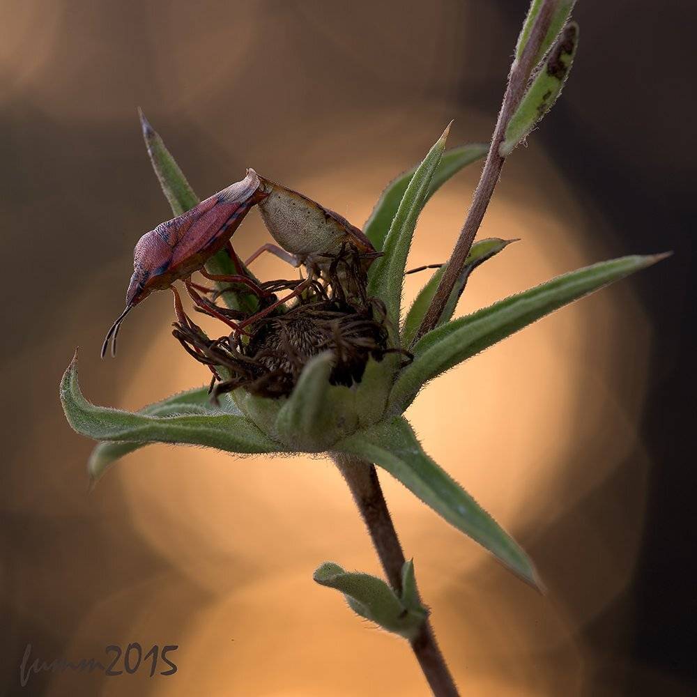 , Игорь ФУММ