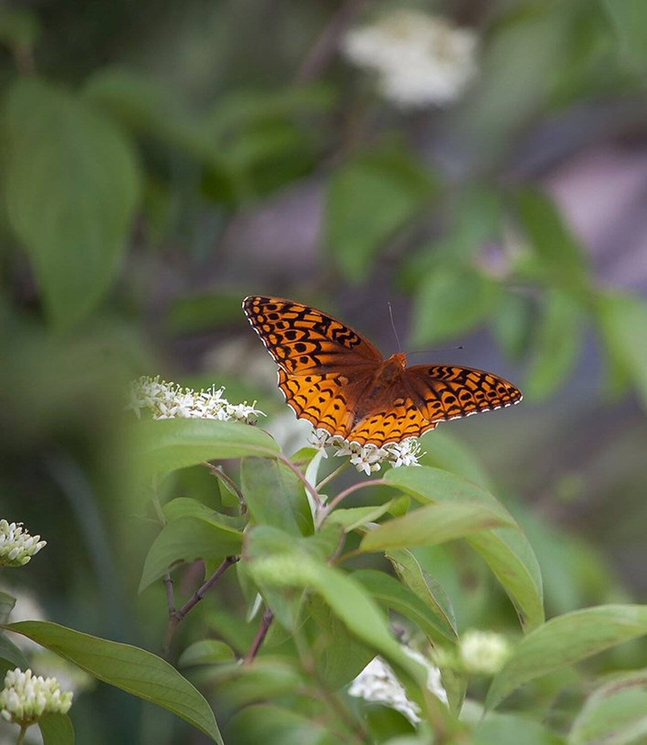 Бабочка, Лето, Макро, Насекомые, Природа, Антонина
