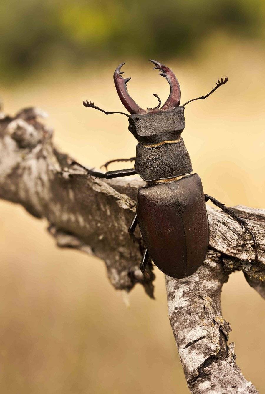 , Роман Рысь