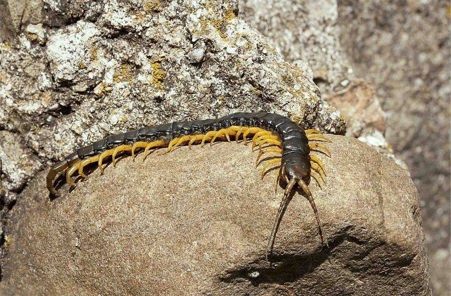 , Роман Рысь