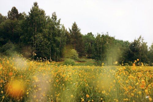 Поляна жарков