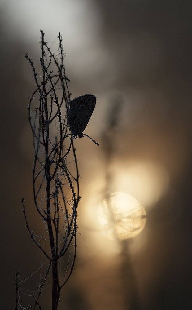 , Иваненко Светлана