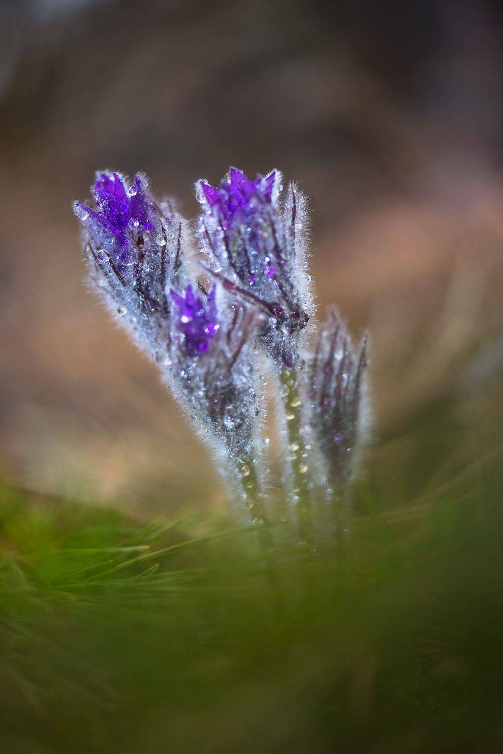 , Mariyana Atanasova - Lucero