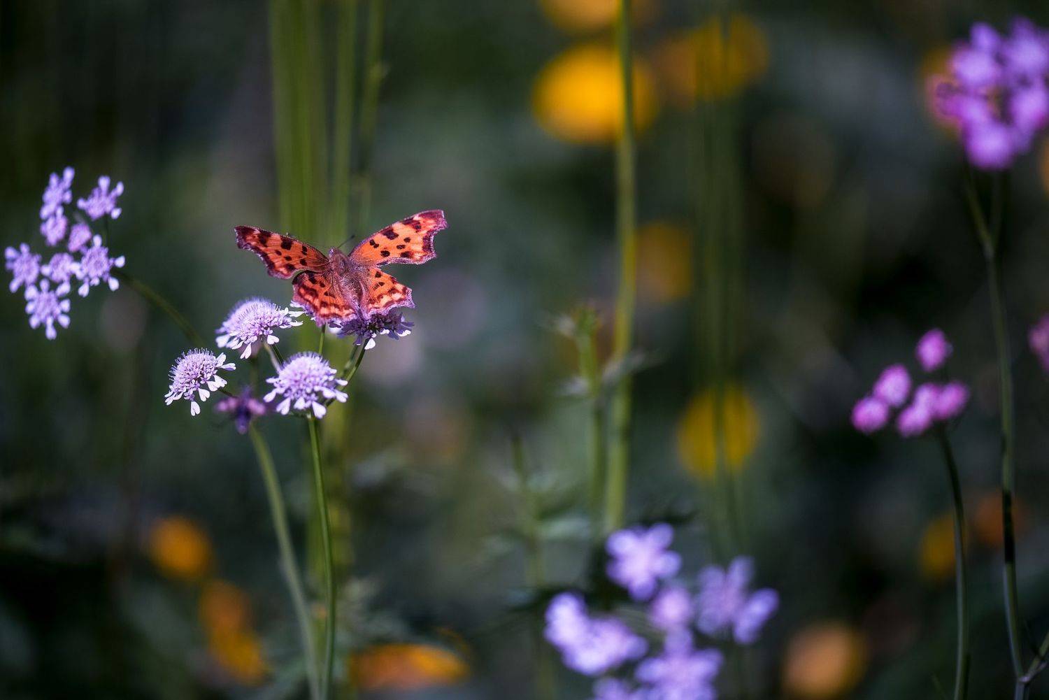 , Mariyana Atanasova - Lucero