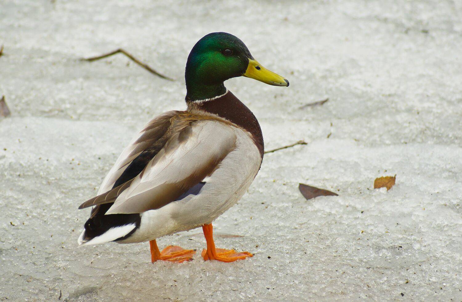 , Екимова Наталья