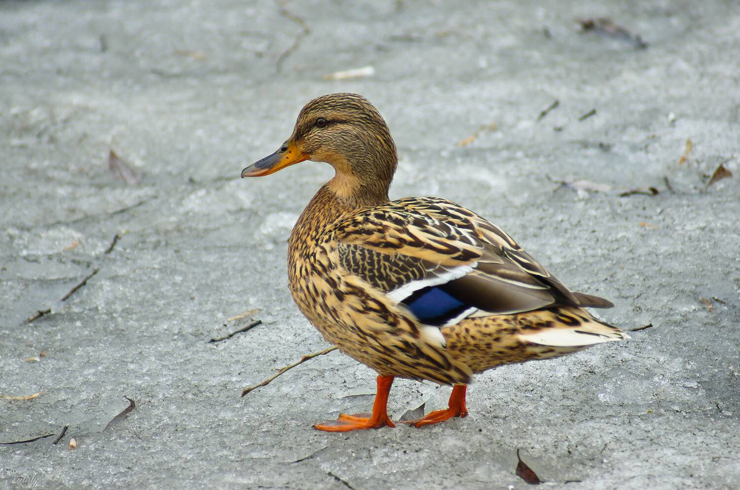 , Екимова Наталья