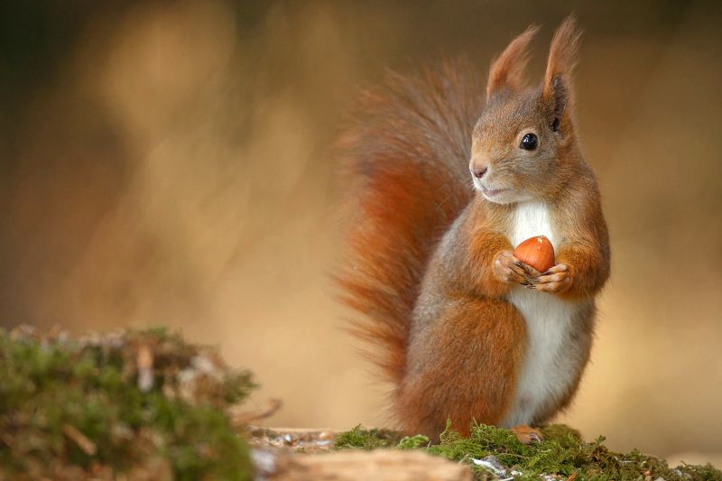 Белка фото превью