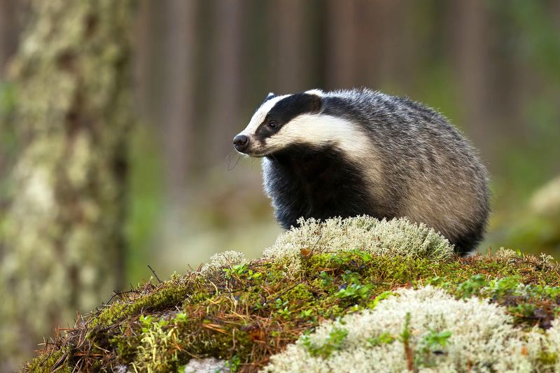 Барсук фото превью