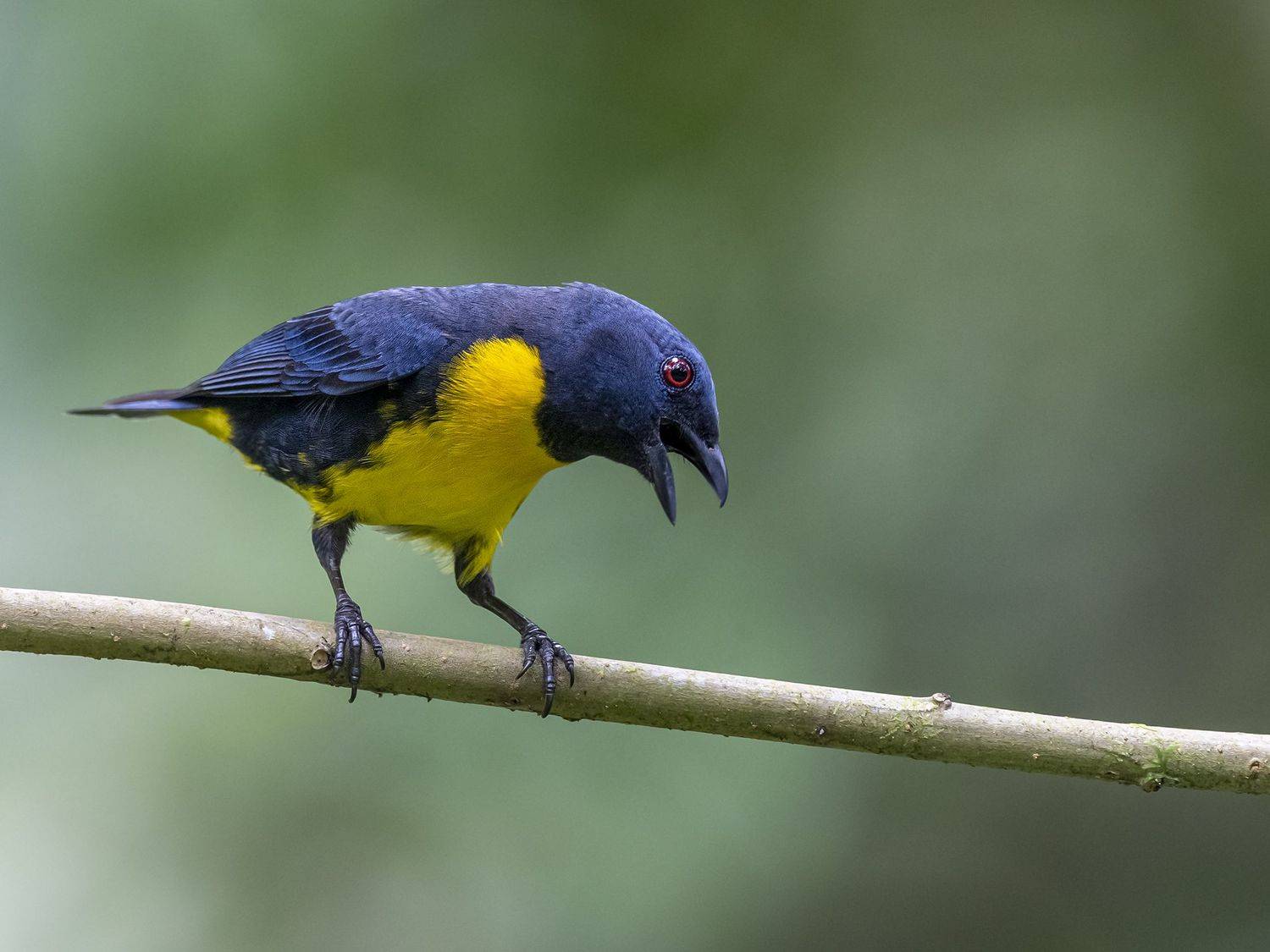 , Burgalin Sequeira Fernando