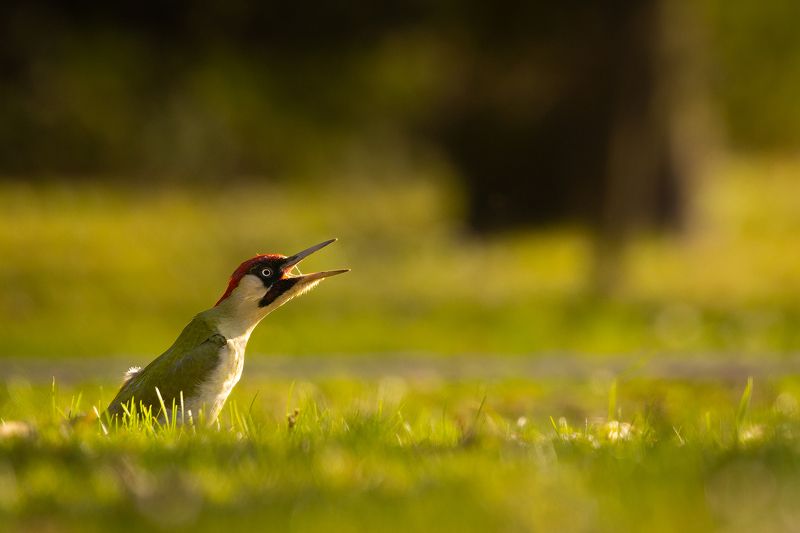 Eurasian Green Woodpecker фото превью