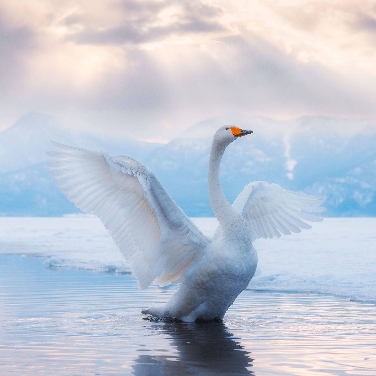 , Даниил Коржонов