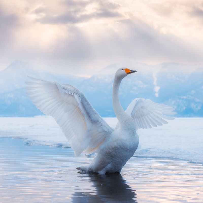 Hokkaido Japan