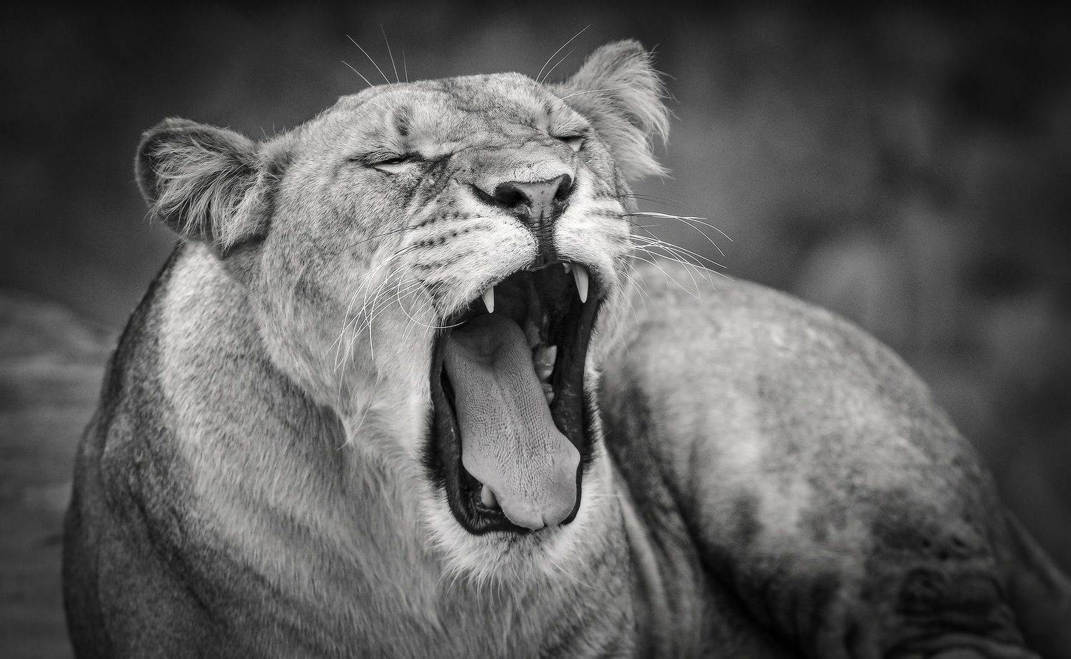 львица, Пирог Борис