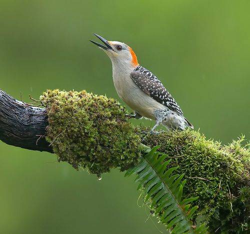 Red-bellied Woodpecker female -Каролинский меланерпес