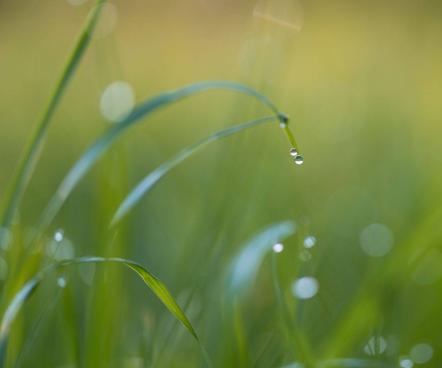 , Зеленько Дмитрий